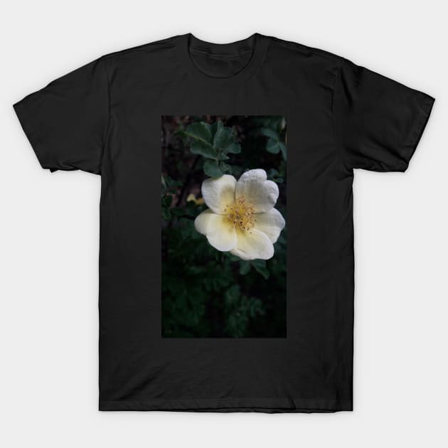 Flower Blossom Photograph T-Shirt by diffrances